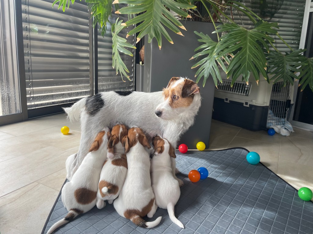 Happy Birthday A-Wurf!